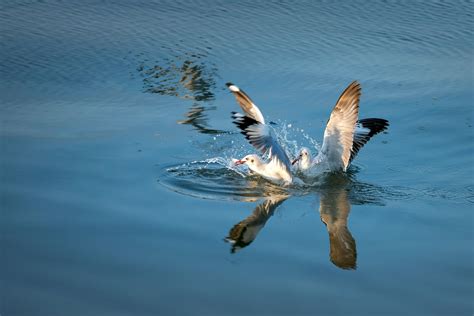 Water Birds Photos, Download The BEST Free Water Birds Stock Photos ...