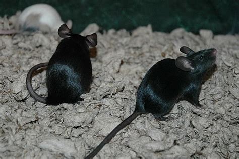 Extreme Black (or Black) Mice | Tiere