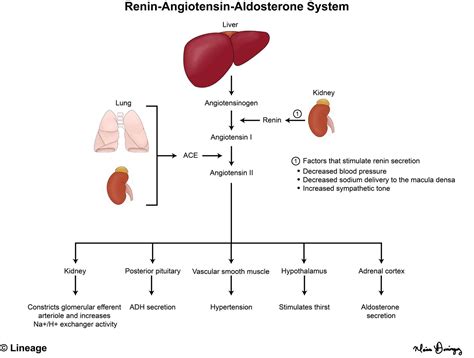 Raas Pathway Diagram