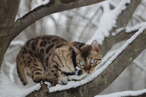 Snow lynx bengal #bengals #snowbengal #bengalcat