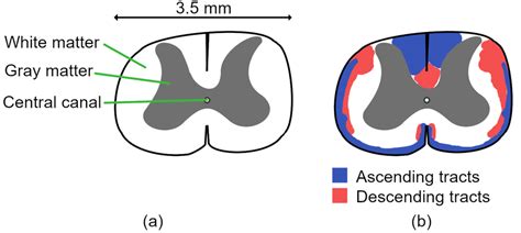 2: Sketch of cross sectional views of a rat spinal cord: (a) The white... | Download Scientific ...