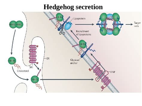 Cadherins Cadherin signaling Glycogen synthase kinase