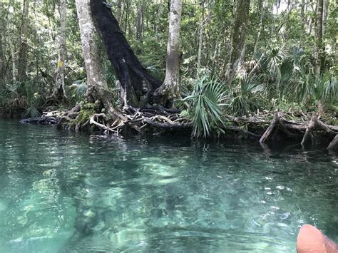 Weeki Wachee River, Weeki Wachee, FL, USA. Resolution [1920x1080] : EarthPorn