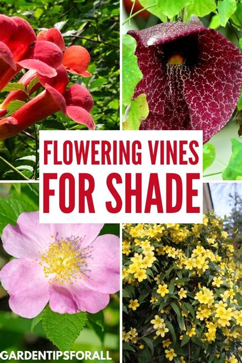 11 Flowering Vines that Grow in the Shade