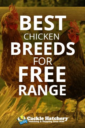 Best Chicken Breeds for Free Range - Cackle Hatchery