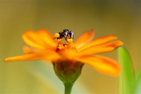 Native stingless bees - Headlands Distilling Co.