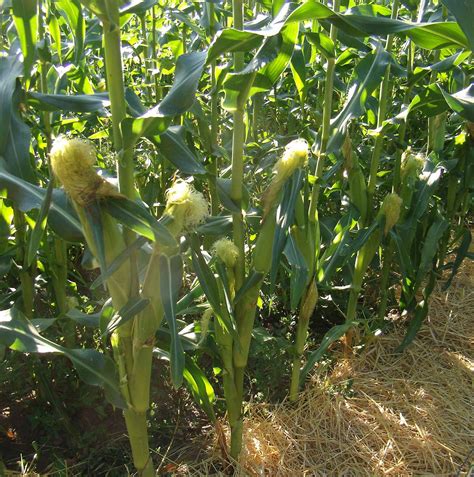 Preserving the Harvest: Freezing Corn