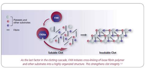 CORIFACT – Mechanism of Action, Missing Factor Replacement