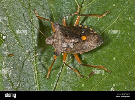 Red-legged tree bug, forest bugs (Pentatoma rufipes), Other animals ...