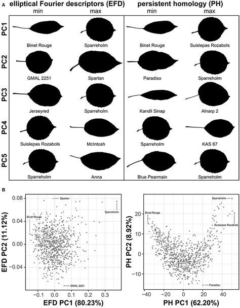 Frontiers | Morphometrics Reveals Complex and Heritable Apple Leaf Shapes