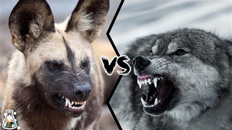 AFRICAN WILD DOG VS WOLF - What If They Will Fight? - YouTube