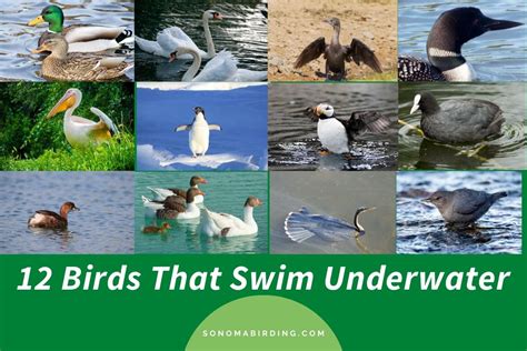 12 Birds That Swim Underwater (with videos) - Sonoma Birding