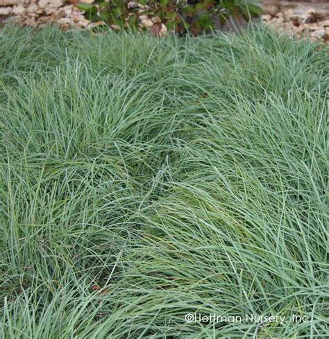 Carex flacca Blue Sedge | Ground cover, Low growing ground cover, Grass