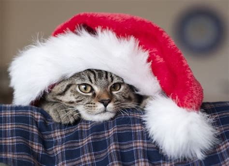 Download wallpaper 2048x1485 cat, hat, santa claus, new year, muzzle hd ...