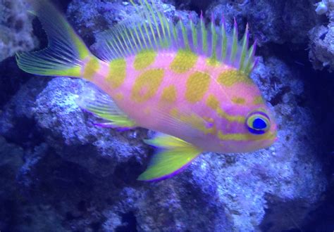 Coolest reef safe fish | REEF2REEF Saltwater and Reef Aquarium Forum