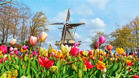 Tulip Fields Netherlands Wallpaper - FlowerWallpapero