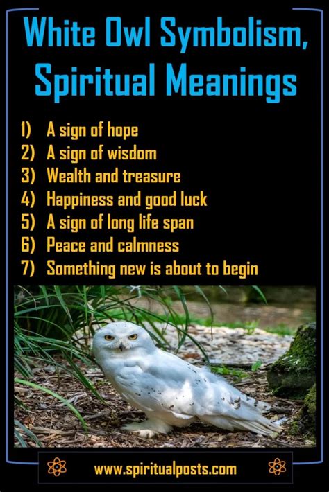 11 Spiritual Meanings of Seeing A White Owl | Spiritual Posts