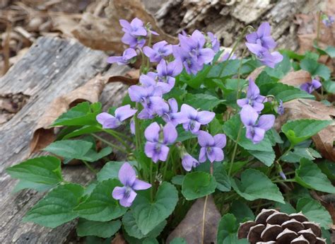 Meg’s Wildlife Sanctuary and Boot Camp: Purple flower