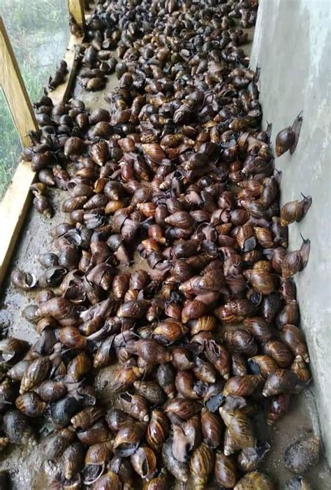 SNAIL FARMING TRAINING – MARISBIZ