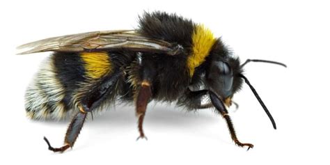 Do Bumble Bees Sting? (Yes, But Here's What You Should Know Next...)