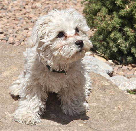 Bichon Maltese Cross Maltese cutties Maltese Dogs Care, Maltese Puppies, Maltese Cross, Puppy ...