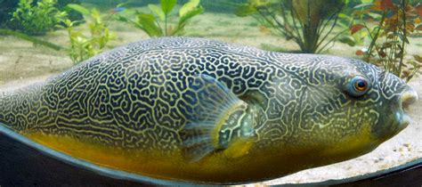 File:Giant Puffer fish skin pattern.JPG - Wikimedia Commons