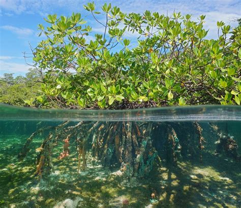 Mangrove forests can rebound thanks to climate change – it's an opportunity we must take