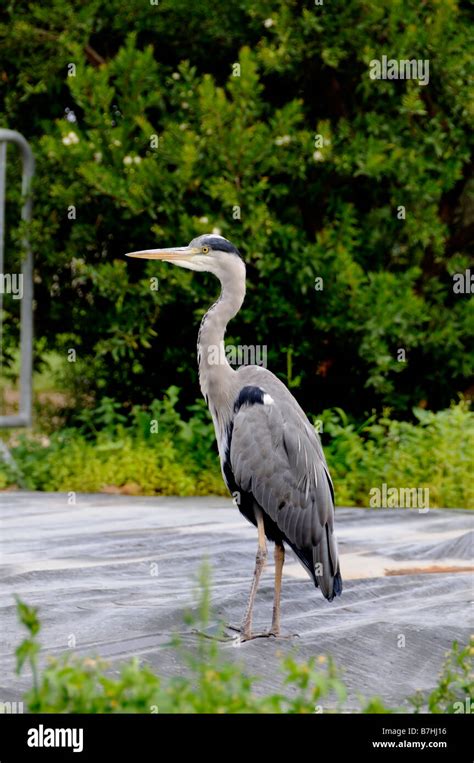 grey copy Heron Stock Photo - Alamy