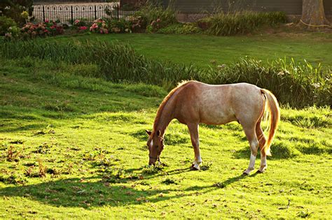 Brown Horse On Grass Field · Free Stock Photo