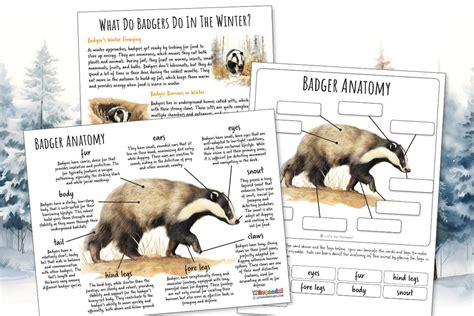 BADGER ANATOMY Worksheet 3 Pages, Poster and Labeling Activity, Winter Survival Strategy ...