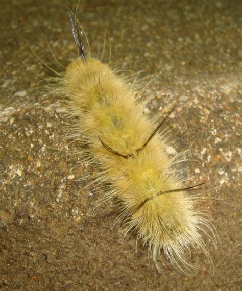 American Dagger Moth Caterpillar - Caterpillars in Sutton Massachusetts