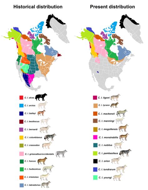 North American grey wolf subspecies distributions | North american wolf ...