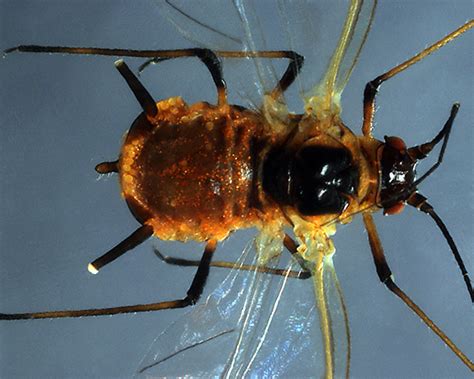 Aphis nerii (Oleander aphid) identification, images, ecology, control