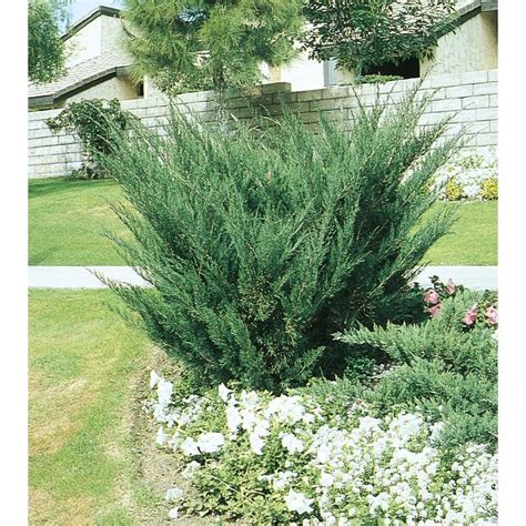 3-Gallon Sea Green Juniper Accent Shrub In Pot (L3045) Nursery in 2020 | Shrubs, Garden shrubs ...