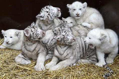 White Tiger Cubs Wallpaper - WallpaperSafari