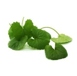 Centella Asiatica Extract - The Formulary