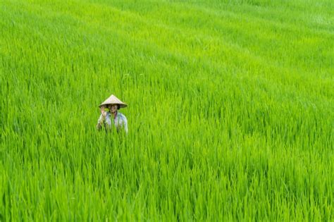 Best time to visit Jatiluwih Rice Terraces in Bali | Sunshine Seeker