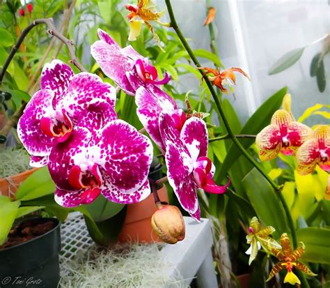 Orchid house | Orchid house, Orchids, Plants