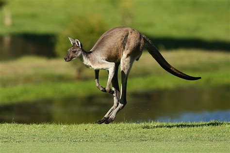 Thousands of Kangaroos To Be Killed In Australia Because They Won't ...