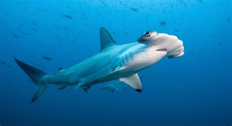 The Hammerhead Shark Experience Dive Charter - New Zealand Diving ...