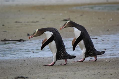 New Zealand Wildlife l How To See Incredible Endangered Species of NZ