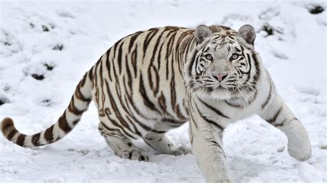 Tiger Albino 1, HD Animals, 4k Wallpapers, Images, Backgrounds, Photos and Pictures