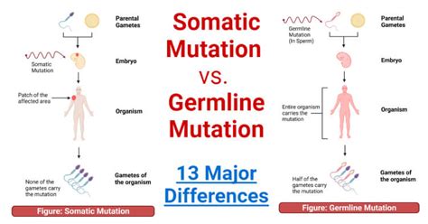 Somatic Mutation vs. Germline Mutation- 13 Major Differences