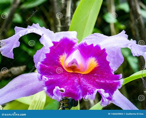 Great Close-up of a Pink Orchid Stock Photo - Image of blossom, garden: 146669884