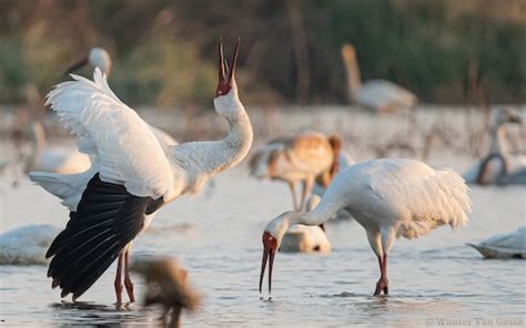 Siberian Crane – birdfinding.info