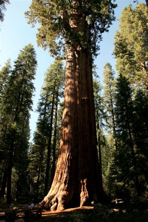 general sherman largest tree | General Sherman, the worlds largest tree (in volume) | National ...