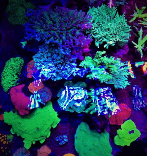 Aquarium LED Lighting Photos best Reef Aquarium LED lighting gallery |Orphek