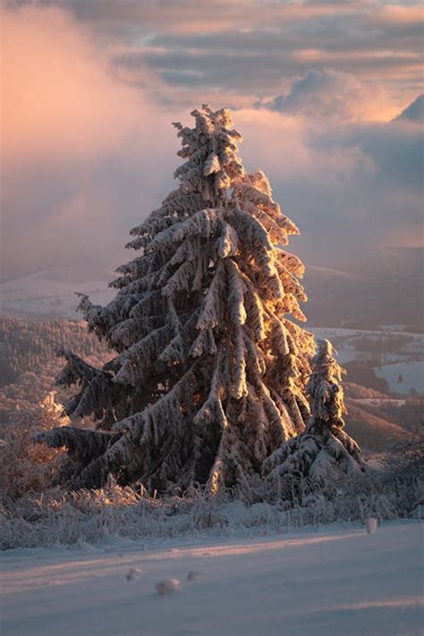 Coniferous Tree in Snow · Free Stock Photo