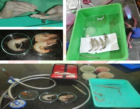 Figure 1 from Litopenaeus Vannamei Their Bacterial Diseases Outbreak At ...