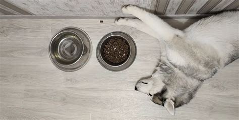 Best Dog Food for Siberian Huskies : 15 Healthy Recipes Reviewed by ...